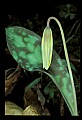 01010-00013-Yellow Flowers-Trout Lily.jpg