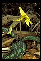 01010-00014-Yellow Flowers-Trout Lily.jpg