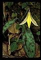 01010-00020-Yellow Flowers-Trout Lily.jpg