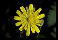 01010-00023-Yellow Flowers-Cynthia.jpg