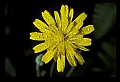01010-00024-Yellow Flowers-Cynthia.jpg