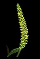 01010-00029-Yellow Flowers-Yellow Giant Hyssop.jpg