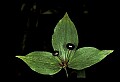 01010-00032-Yellow Flowers-Indian Cucumber.jpg