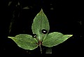 01010-00033-Yellow Flowers-Indian Cucumber.jpg