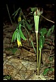 01010-00035-Yellow Flowers-Large Flowered Bellwort.jpg