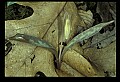 01010-00041-Yellow Flowers-Trout Lily.jpg