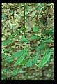 01010-00058-Yellow Flowers-Large-flowered Bellwort.jpg
