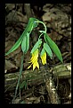 01010-00060-Yellow Flowers-Large-flowered Bellwort.jpg