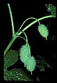 01010-00061-Yellow Flowers-Celandine Poppy.jpg