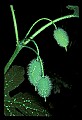 01010-00064-Yellow Flowers-Cynthia.jpg