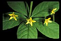 01010-00066-Yellow Flowers-Whorled Loosestrife.jpg