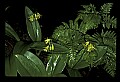 01010-00073-Yellow Flowers-Blue-bead Lily.jpg