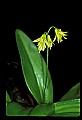 01010-00077-Yellow Flowers.jpg