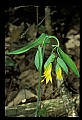 01010-00085-Yellow Flowers-Large-flowered Bellwort.jpg