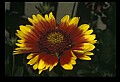 01010-00086-Yellow Flowers-Painted Daisy.jpg