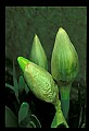 01010-00087-Yellow Flowers.jpg