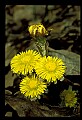 01010-00088-Yellow Flowers-Coltsfoot.jpg