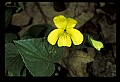 01010-00090-Yellow Flowers-Violet.jpg