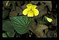 01010-00091-Yellow Flowers-Violet.jpg