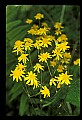 01010-00093-Yellow Flowers.jpg