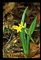 01010-00095-Yellow Flowers-Yellow Stargrass.jpg