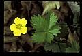 01010-00096-Yellow Flowers.jpg