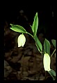 01010-00097-Yellow Flowers.jpg