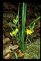 01010-00099-Yellow Flowers-Yellow Stargrass.jpg