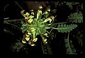 01010-00100-Yellow Flowers-Wood Betony.jpg