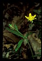 01010-00101-Yellow Flowers.jpg