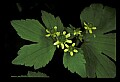 01010-00102-Yellow Flowers.jpg