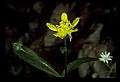 01010-00103-Yellow Flowers.jpg