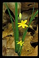 01010-00104-Yellow Flowers-Yellow Stargrass.jpg