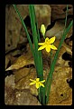 01010-00106-Yellow Flowers-Yellow Stargrass.jpg