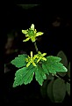 01010-00111-Yellow Flowers.jpg