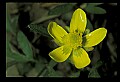 01010-00112-Yellow Flowers.jpg