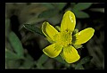 01010-00113-Yellow Flowers.jpg
