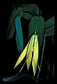 01010-00114-Yellow Flowers-Wild Oats-Sessile Bellwort.jpg