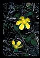 01010-00115-Yellow Flowers.jpg