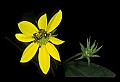 01010-00118-Yellow Flowers.jpg