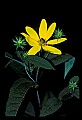 01010-00119-Yellow Flowers.jpg