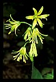 01010-00127-Yellow Flowers-Bluebead Lily.jpg