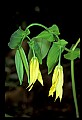 01010-00130-Yellow Flowers-Wild Oats-Sessile Bellwort.jpg