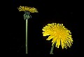 01010-00132-Yellow Flowers-Dandelion.jpg
