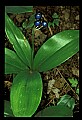 01010-00133-Yellow Flowers-Blue-bead Lily.jpg