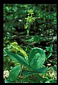 01010-00134-Yellow Flowers-Blue-bead Lily.jpg