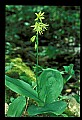 01010-00135-Yellow Flowers-Blue-bead Lily.jpg