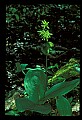 01010-00136-Yellow Flowers-Blue-bead Lily.jpg
