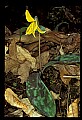 01010-00137-Yellow Flowers-Trout Lily.jpg