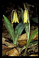 01010-00138-Yellow Flowers-Trout Lily.jpg